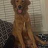 dog, golden_retriever, pet, animal, sitting, portrait, tongue_out, floppy_ears, long_hair, brown_fur, indoors, living_room, window, blinds, couch, blanket, patterned_fabric, collar, happy, front_view