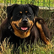 Irka a rejoint le concours — aidez-le/la à gagner de superbes lots ! dog, rottweiler, grass, outdoor, pet, animal, canine, black_and_tan, fence, tongue_out, happy, nature, lying_down, fur, portrait, face, ears, collar, daylight, greenery