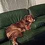 dog, brown_dog, couch, green_couch, leather_couch, indoors, pet, canine, fur, relaxed, resting, looking_back, curious, living_room, furniture, home, domestic_animal, animal, companion, sheer_curtain