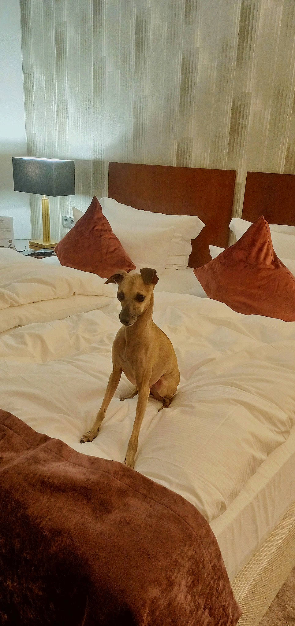 Perle a rejoint le concours — aidez-le/la à gagner de superbes lots ! bed, bedding, canidae, carnivore, comfort, companion_dog, dog, dog_breed, dog_supply, fawn, flooring, furniture, hardwood, linens, pet_supply, sporting_group, tail, toy_dog, wood, working_animal