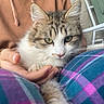 cat, tabby, white, pet, animal, feline, hand, person, hoodie, plaid_pants, cozy, indoor, close_up, resting, cute, fur, whiskers, pink_nose, relaxed, lap