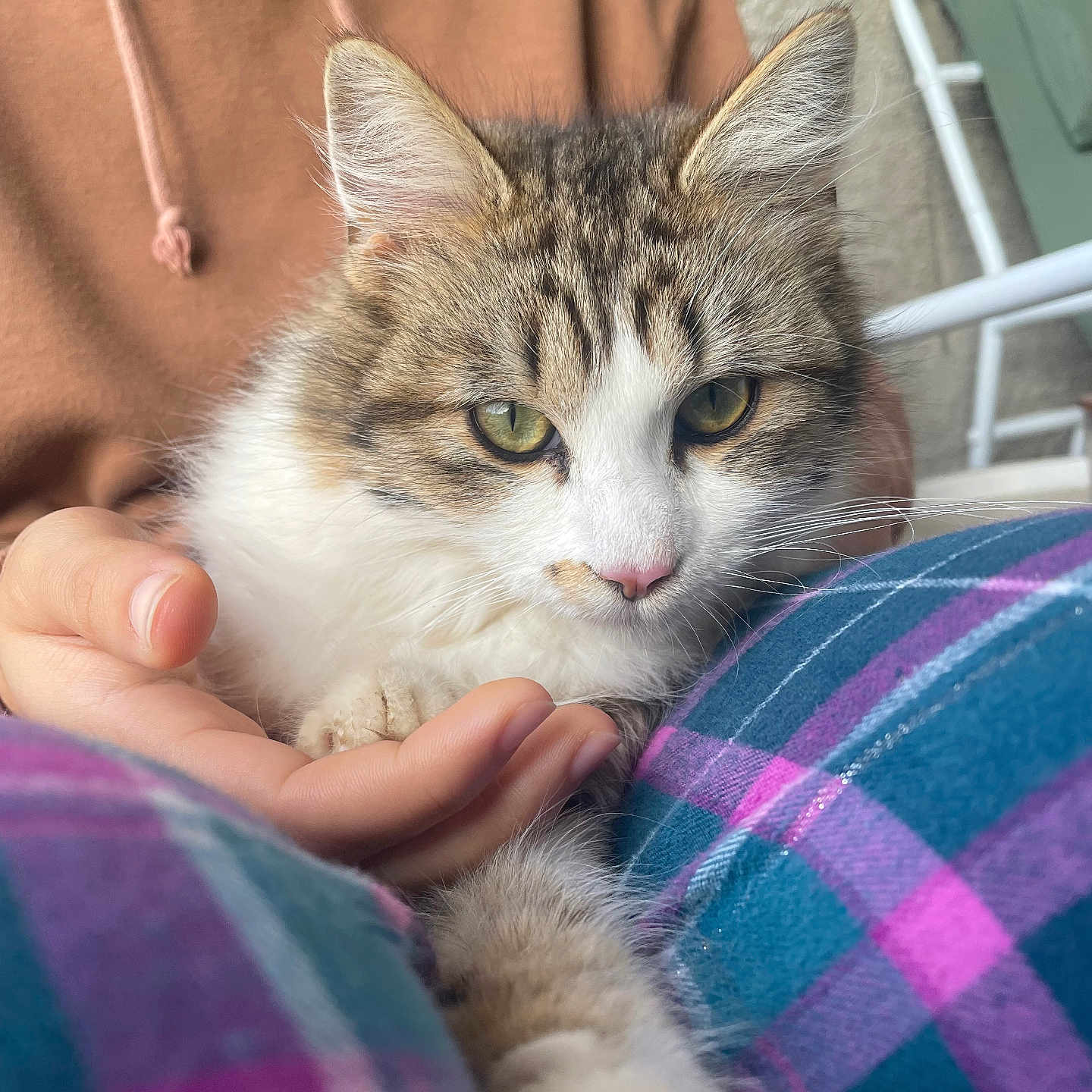 Toby a rejoint le concours — aidez-le/la à gagner de superbes lots ! cat, tabby, white, pet, animal, feline, hand, person, hoodie, plaid_pants, cozy, indoor, close_up, resting, cute, fur, whiskers, pink_nose, relaxed, lap
