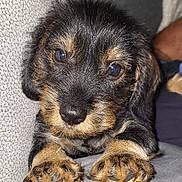 Alpha participe au concours pour gagner de l'argent avec cette photo : adorable, animal, black_and_tan, close_up, couch, cozy, cute, dog, face, fluffy, fur, indoors, looking, paw, pet, portrait, puppy, resting, soft, young