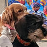 black_dog, blurred_motion, brown_dog, close_up, collar, dog, dogs, framed_art, fur, hot_air_balloon, indoor, looking_away, muzzle, orange_collar, painting, pet, pink_collar, portrait, snout, wall