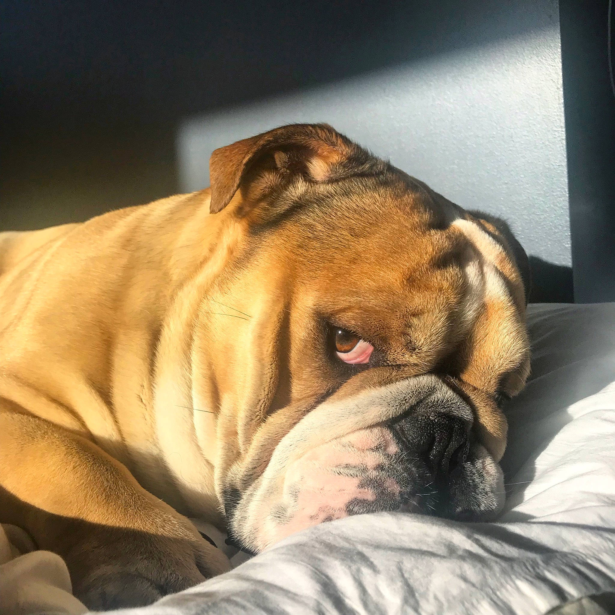 Iggins participe au concours pour gagner de l'argent avec cette photo : australian_bulldog, boerboel, bulldog, bullmastiff, canidae, carnivore, companion_dog, dog, dog_breed, english_mastiff, fawn, korean_mastiff, mammal, nap, old_english_bulldog, olde_english_bulldogge, skin, snout, vertebrate, wrinkle