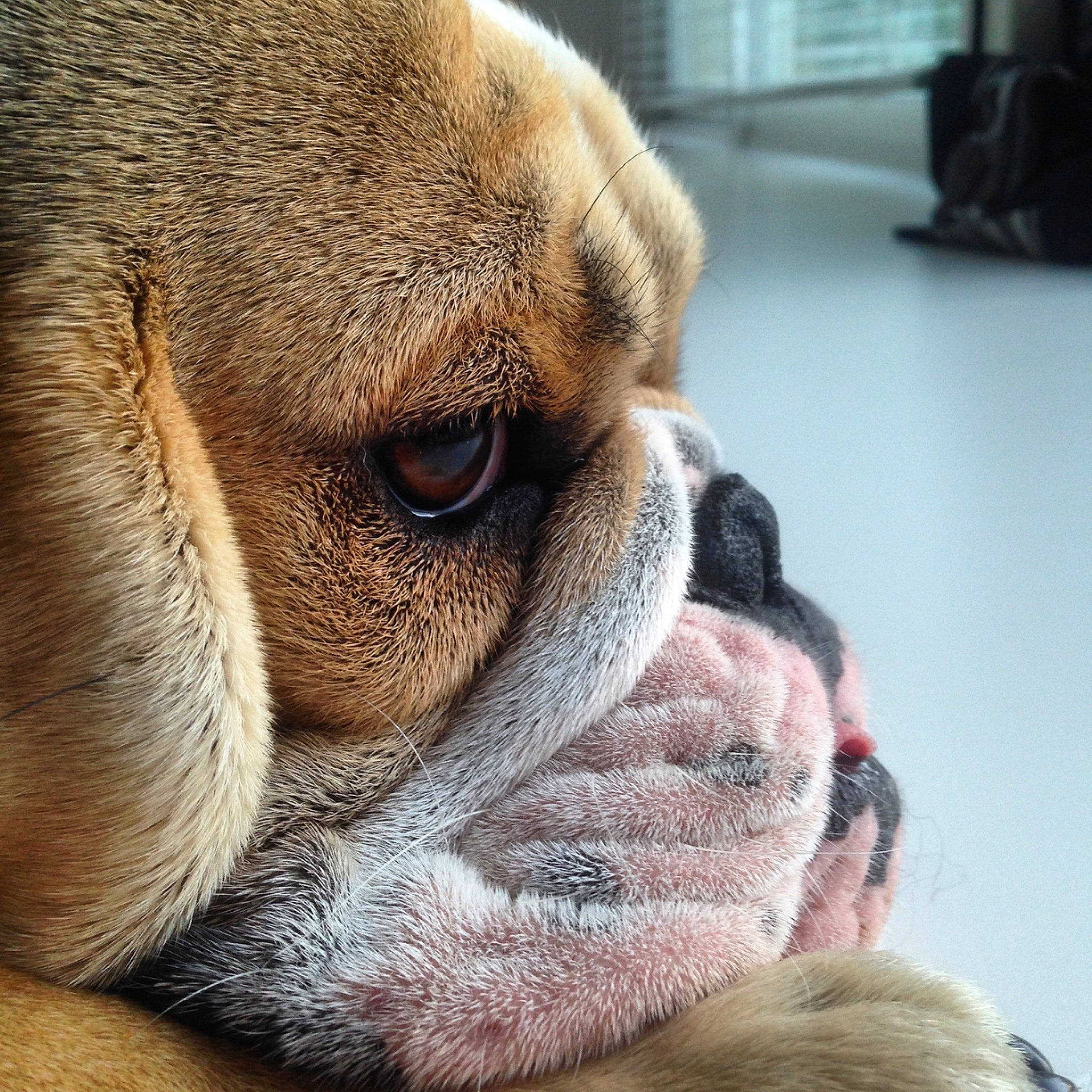 Iggins participe au concours pour gagner de l'argent avec cette photo : australian_bulldog, british_bulldogs, bulldog, canidae, carnivore, close_up, companion_dog, dog, dog_breed, eye, french_bulldog, mammal, nose, old_english_bulldog, olde_english_bulldogge, skin, snout, toy_bulldog, vertebrate, wrinkle