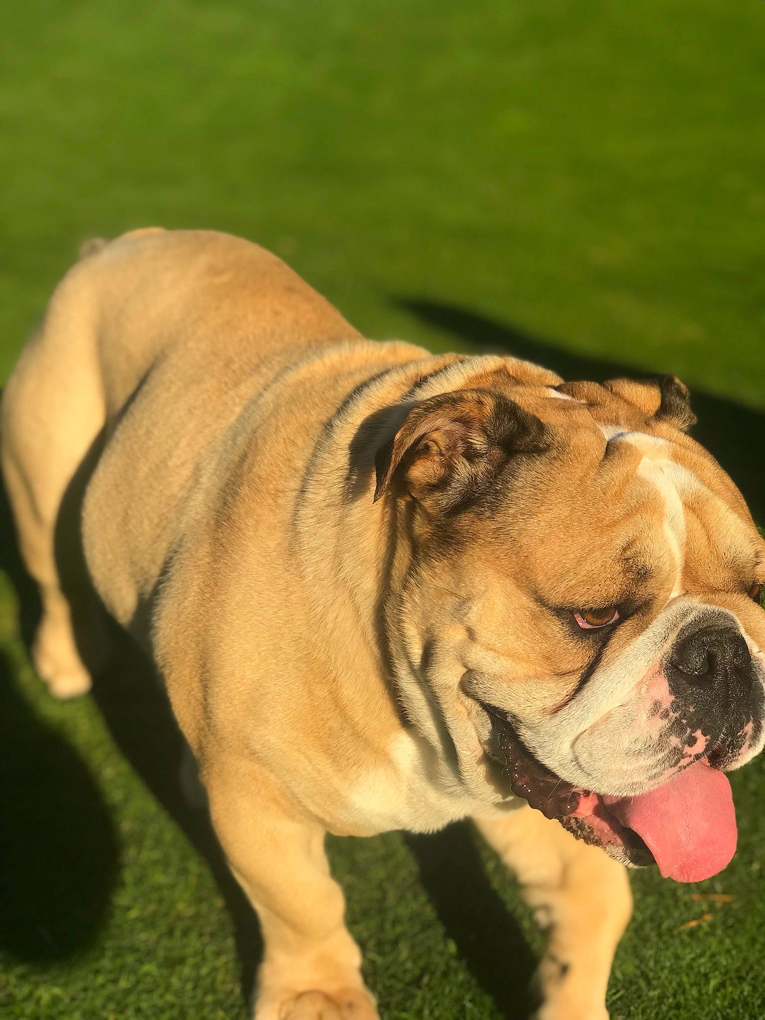 Iggins a rejoint le concours — aidez-le/la à gagner de superbes lots ! american_bulldog, australian_bulldog, british_bulldogs, bulldog, canidae, carnivore, companion_dog, dog, dog_breed, dorset_olde_tyme_bulldogge, grass, mammal, non_sporting_group, old_english_bulldog, olde_english_bulldogge, renascence_bulldogge, snout, toy_bulldog, valley_bulldog, vertebrate