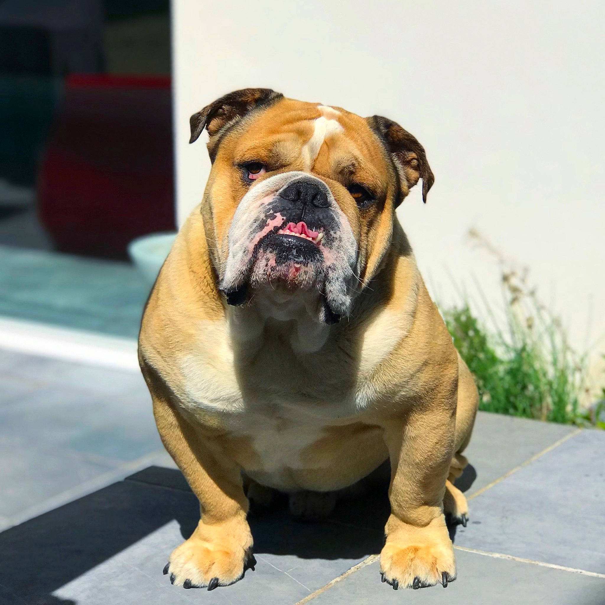 Iggins a rejoint le concours — aidez-le/la à gagner de superbes lots ! american_bulldog, ancient_dog_breeds, australian_bulldog, british_bulldogs, bulldog, canidae, carnivore, companion_dog, dog, dog_breed, mammal, molosser, non_sporting_group, old_english_bulldog, olde_english_bulldogge, renascence_bulldogge, snout, toy_bulldog, valley_bulldog, vertebrate