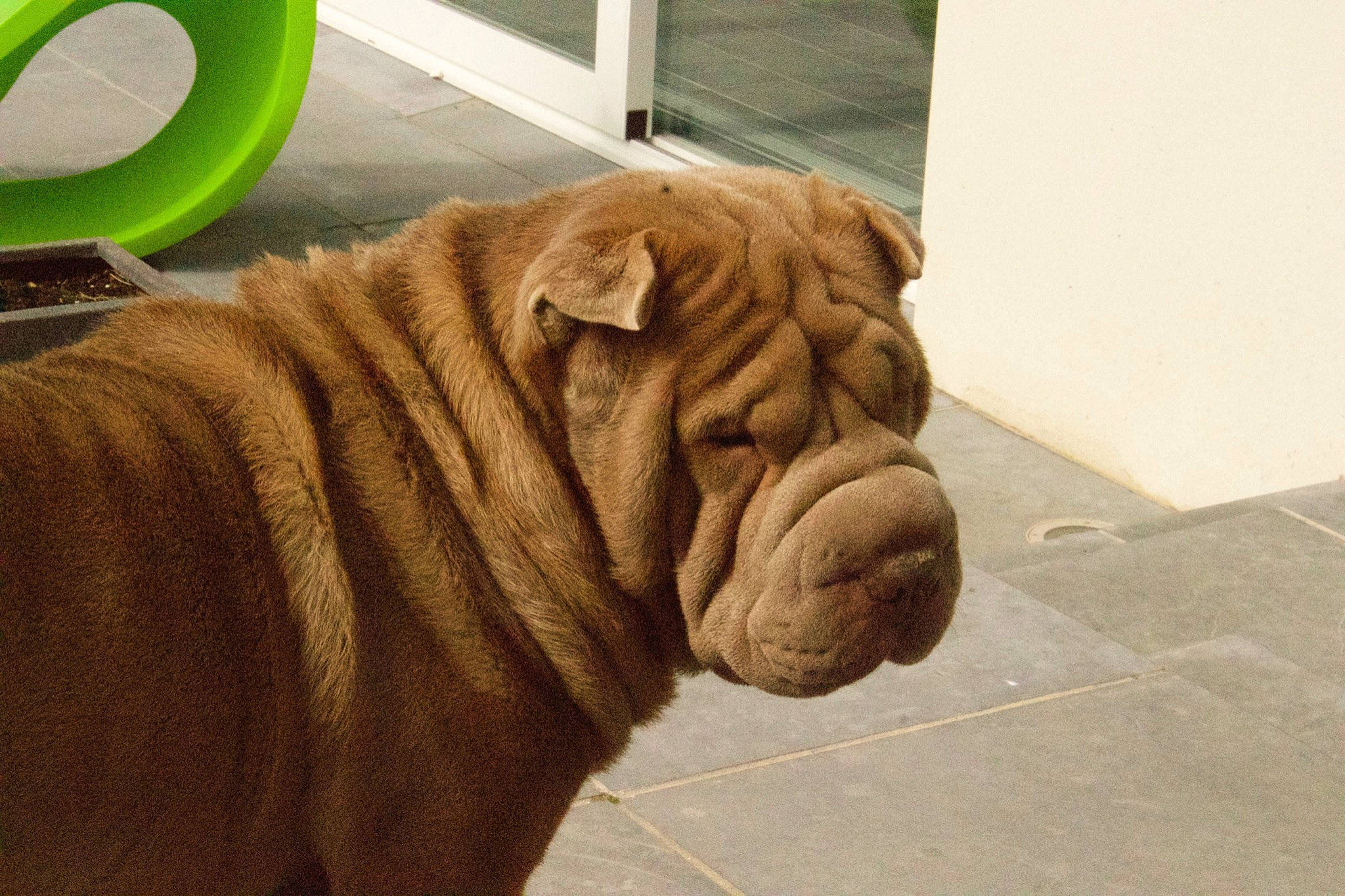 Heliot a rejoint le concours — aidez-le/la à gagner de superbes lots ! ancient_dog_breeds, british_bulldogs, canidae, carnivore, companion_dog, dog, dog_breed, fawn, korean_mastiff, mammal, molosser, neapolitan_mastiff, non_sporting_group, old_english_bulldog, ori_pei, shar_pei, skin, snout, vertebrate, wrinkle