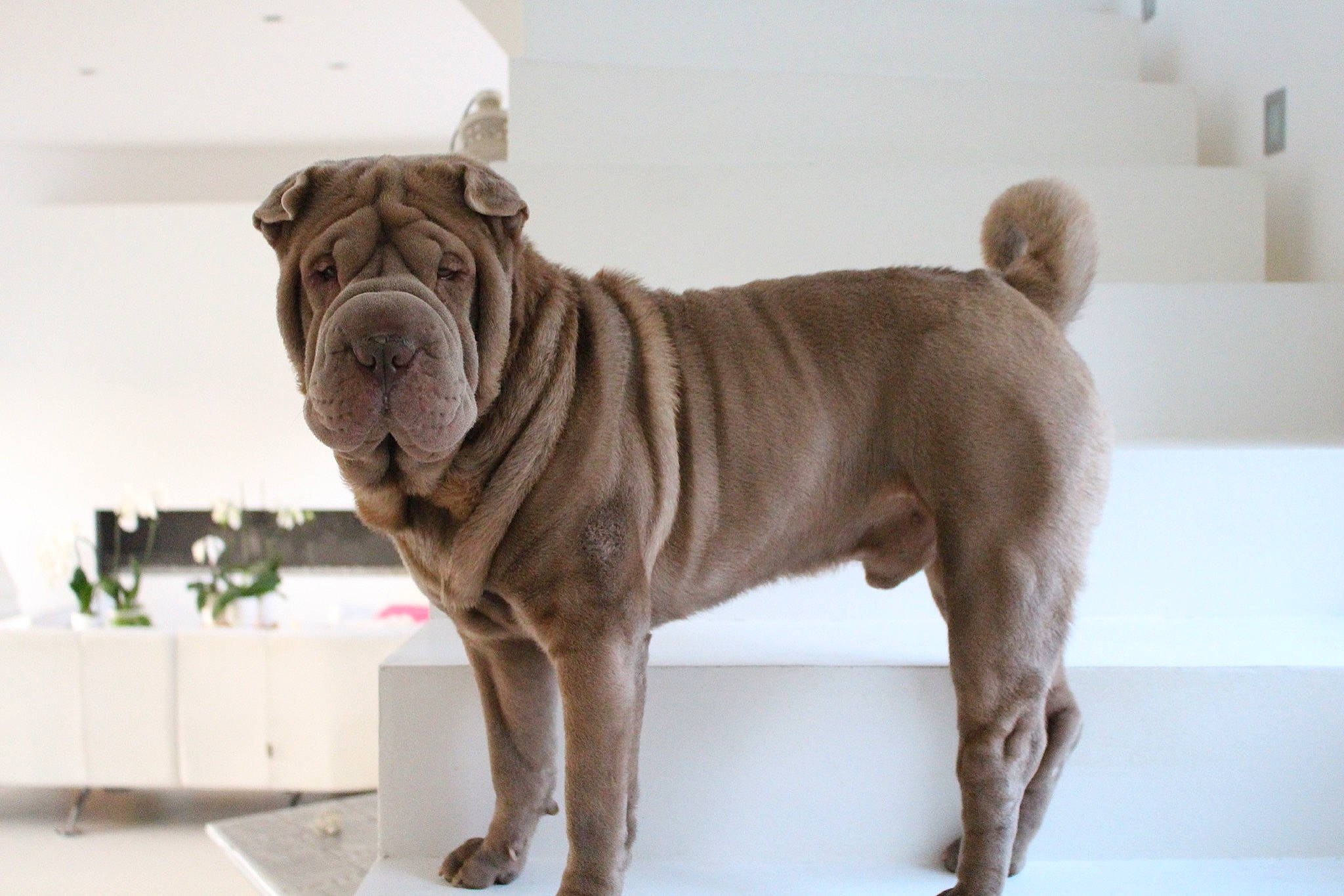 Heliot participe au concours pour gagner de l'argent avec cette photo : ancient_dog_breeds, canidae, carnivore, companion_dog, dog, dog_breed, fawn, korean_mastiff, mammal, molosser, neapolitan_mastiff, non_sporting_group, ori_pei, shar_pei, snout, sporting_group, vertebrate, wrinkle