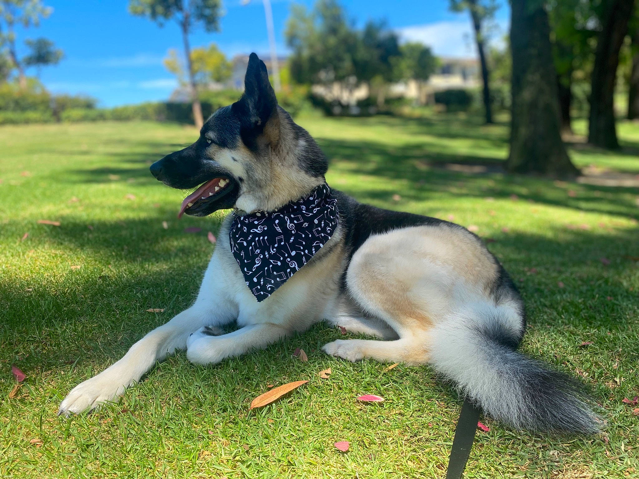 Dash joined the competition — help win amazing prizes! ancient_dog_breeds, canidae, carnivore, companion_dog, dog, dog_breed, dog_supply, fur, grass, herding_dog, non_sporting_group, paw, plant, sky, snout, sporting_group, tail, terrestrial_animal, tree, working_dog