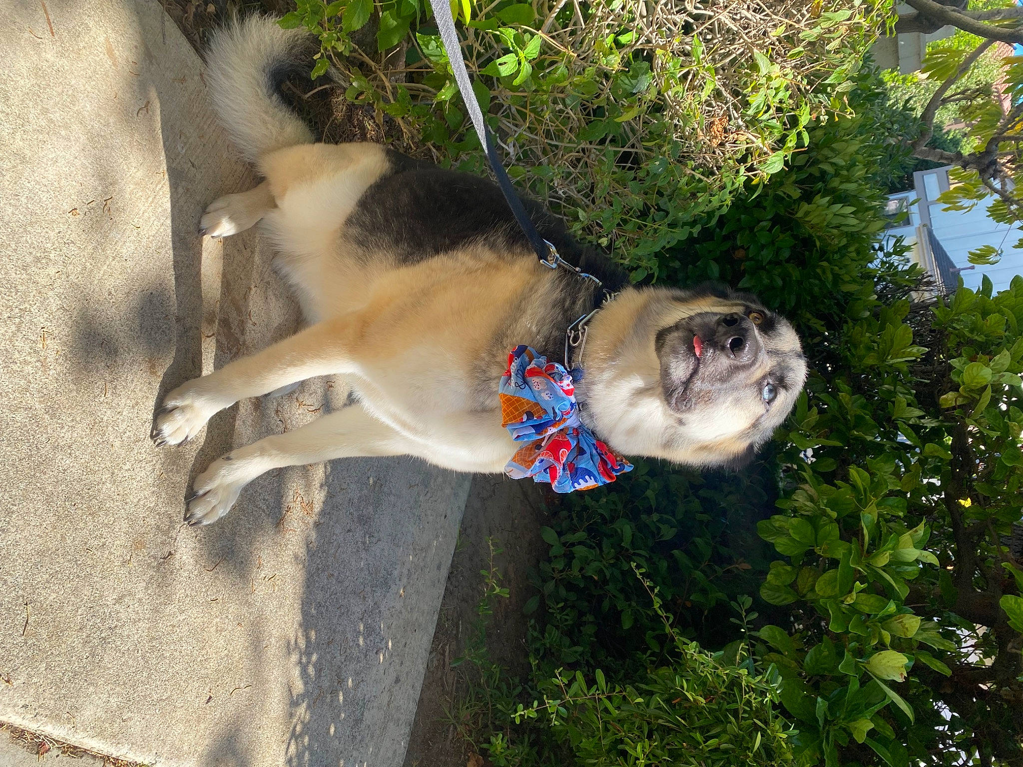 Dash is registered to the contest to win money with this photo: adventure, canidae, carnivore, collar, companion_dog, dog, dog_breed, dog_collar, fawn, grass, leash, mammal, pet_supply, plant, snout, sporting_group, sunglasses, tail, tree, working_animal