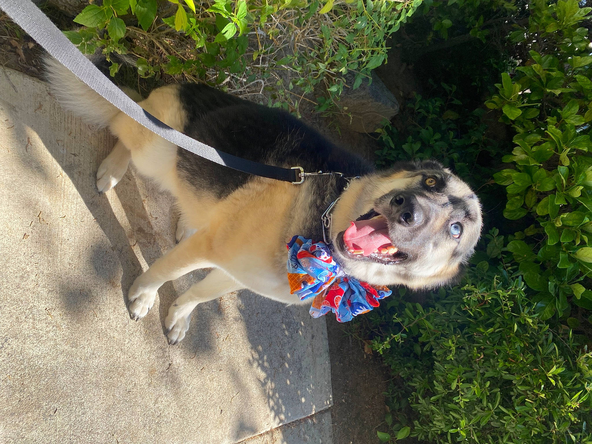 Dash is registered to the contest to win money with this photo: canidae, carnivore, collar, companion_dog, dog, dog_breed, dog_collar, dog_supply, fashion_accessory, fawn, grass, leash, pet_supply, plant, snout, sporting_group, tail, tree, working_animal, working_dog