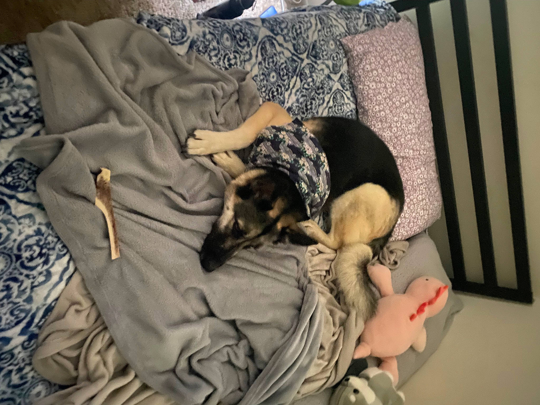 Dash is registered to the contest to win money with this photo: canidae, carnivore, comfort, companion_dog, couch, dog, dog_breed, dog_supply, fawn, fur, guard_dog, human_leg, linens, nap, pattern, pinscher, room, sleep, sporting_group, toy_dog