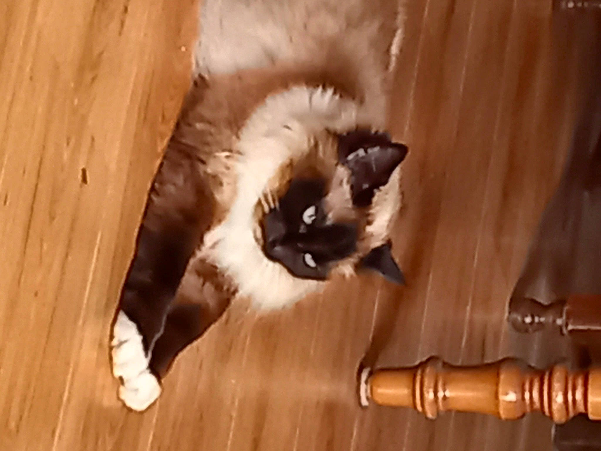 Liloo a rejoint le concours — aidez-le/la à gagner de superbes lots ! brown, carnivore, cat, fawn, felidae, flooring, fur, hardwood, plank, plywood, small_to_medium_sized_cats, tail, terrestrial_animal, varnish, whiskers, wood, wood_flooring, wood_stain