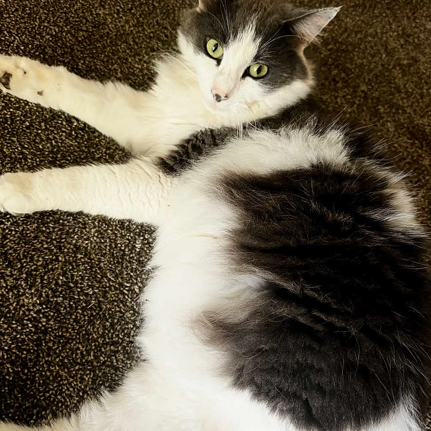Gizmo is registered to the contest to win money with this photo: abyssinian, angora, animal, cat, hardwood, kitten, manx, pet, road, tarmac, wood