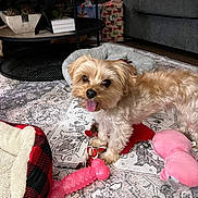 Jaxson joined the competition — help win amazing prizes! dog, small_dog, toy, pink_toy, dog_bed, rug, living_room, couch, table, collectibles, decor, floor, pet, playful, indoor, furniture, cozy, animal, tongue_out, carpet