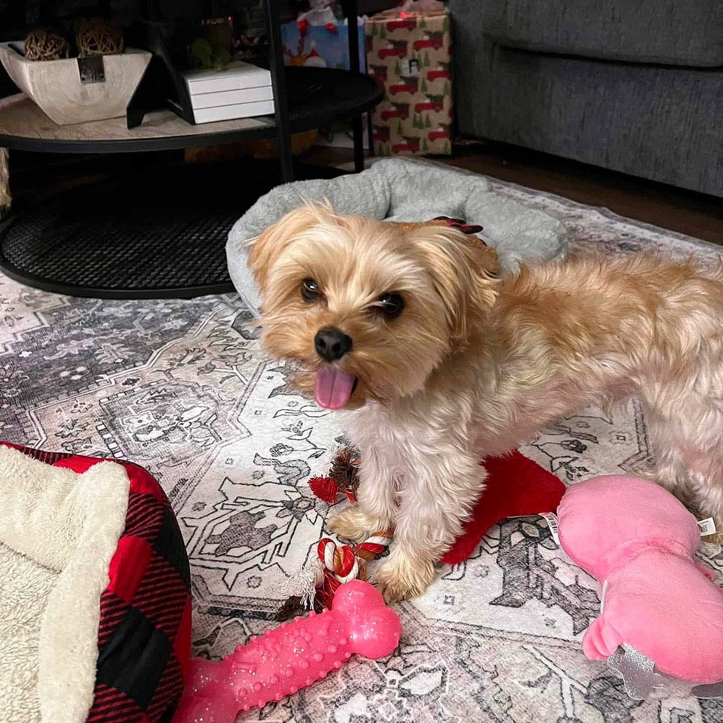 Jaxson joined the competition — help win amazing prizes! animal, carpet, collectibles, couch, cozy, decor, dog, dog_bed, floor, furniture, indoor, living_room, pet, pink_toy, playful, rug, small_dog, table, tongue_out, toy