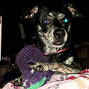 Pepper is registered to the contest to win money with this photo: dog, brindle, toy, plush_toy, paw, collar, indoor, pet, animal, black_background, closeup, focused, cute, domestic_animal, fur, snout, ears, claws, looking, resting