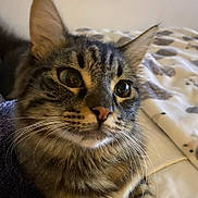 Milo joined the competition — help win amazing prizes! animal, bed, blanket, cat, close_up, comfort, curious, cute, domestic, ears, face, feline, fur, indoor, mammal, pet, resting, sleepy, tabby, whiskers