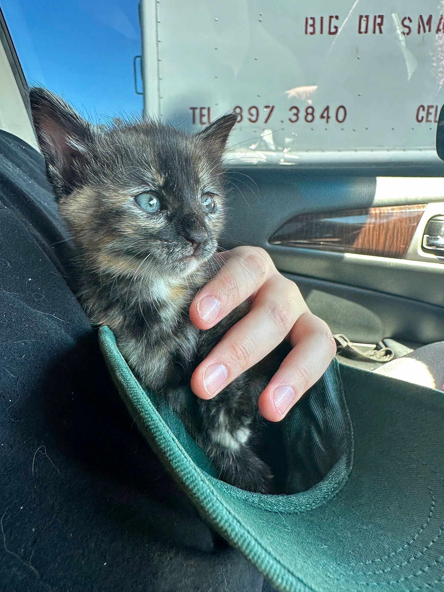 Tyranny joined the competition — help win amazing prizes! kitten, cat, tortoiseshell, blue_eyes, hand, cap, car_interior, sunlight, furry, pet, animal, close_up, comfort, soft, cute, resting, black_fur, orange_fur, person, indoor