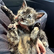 Tyranny is registered to the contest to win money with this photo: kitten, cat, animal, pet, furry, cute, lap, hand, car_interior, sunlight, paw, playful, young, domestic_animal, feline, closeup, soft_fur, curious, relaxed, indoor