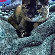 Tyranny is registered to the contest to win money with this photo: bed, bedding, blanket, cat, close_up, cozy, domestic_animal, ears, feline, fur, indoor, looking_at_camera, paw, pet, portrait, relaxed, sleepy, soft_texture, tortoiseshell, whiskers