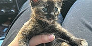 Tyranny is registered to the contest to win money with this photo: animal, black_clothing, car_interior, cat, curious, cute, fur, hand, indoors, kitten, lap, light, person, pet, relaxed, sitting, small, tortoiseshell, whiskers, young