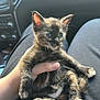 Tyranny is registered to the contest to win money with this photo: kitten, cat, tortoiseshell, pet, animal, hand, lap, car_interior, relaxed, fur, whiskers, cute, small, young, sitting, curious, indoors, person, black_clothing, light