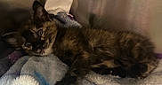Tyranny is registered to the contest to win money with this photo: animal, blanket, cat, comfort, cozy, curious, cute, feline, fur, indoor, kitten, lying_down, pet, relaxed, resting, small, soft, tortoiseshell, warm, young