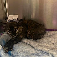 Tyranny is registered to the contest to win money with this photo: animal, blanket, cage, cat, comfort, cozy, curious, cute, feline, fur, indoor, kitten, paw, pet, resting, sleeping_area, small, soft, tortoiseshell, young