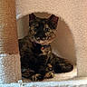 bell, cat, cat_condo, cat_tree, collar, cozy, curious, feline, fur, green_eyes, indoor, paw, pet, portrait, scratching_post, sitting, soft_fabric, tortoiseshell_cat, whiskers, wooden_floor