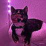 cat, tortoiseshell, pet, indoor, cat_perch, feline, string_lights, purple_lighting, cozy, whiskers, collar, curious, relaxed, fur, paw, wall, cable, soft_texture, domestic_animal, close_up