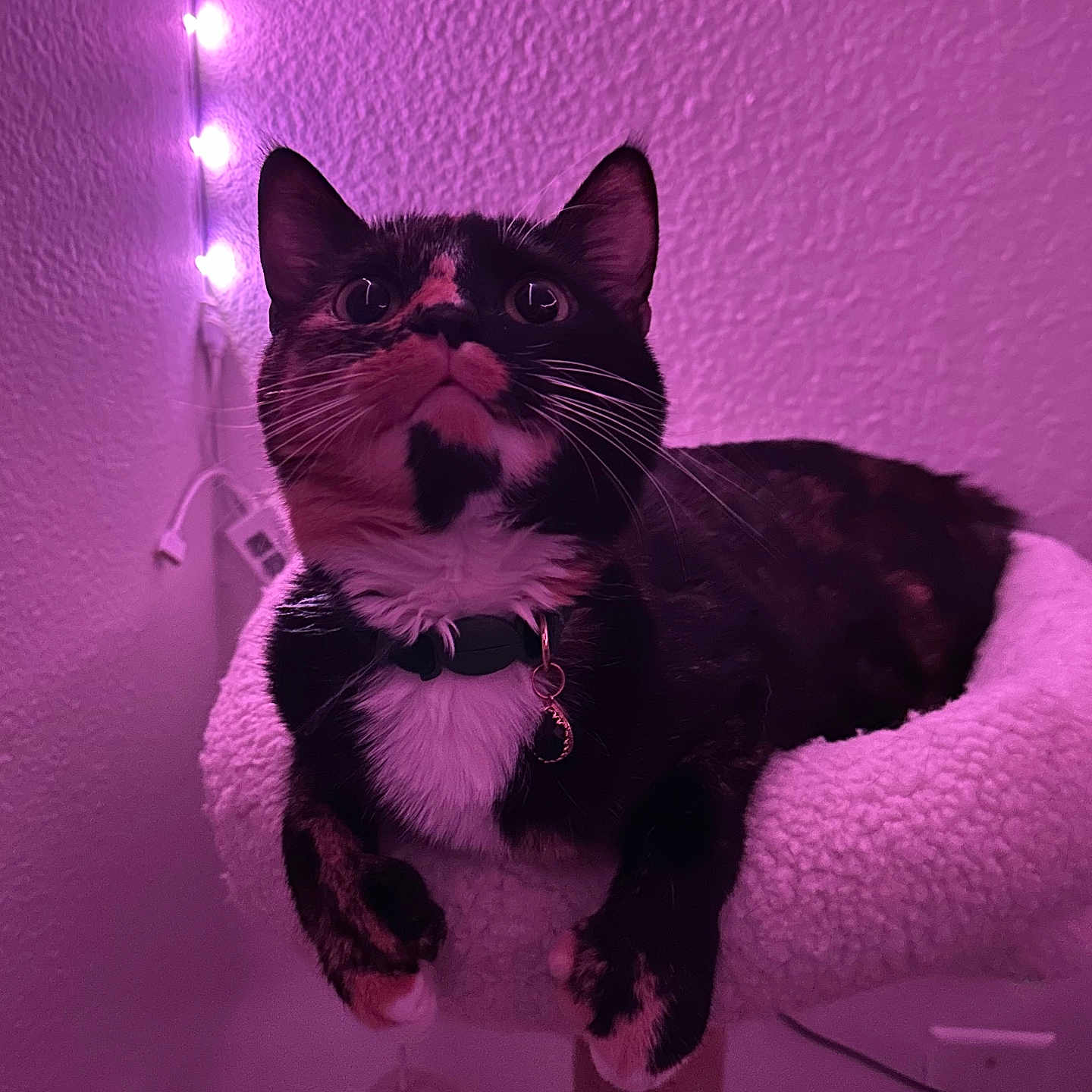 Soap joined the competition — help win amazing prizes! cable, cat, cat_perch, close_up, collar, cozy, curious, domestic_animal, feline, fur, indoor, paw, pet, purple_lighting, relaxed, soft_texture, string_lights, tortoiseshell, wall, whiskers