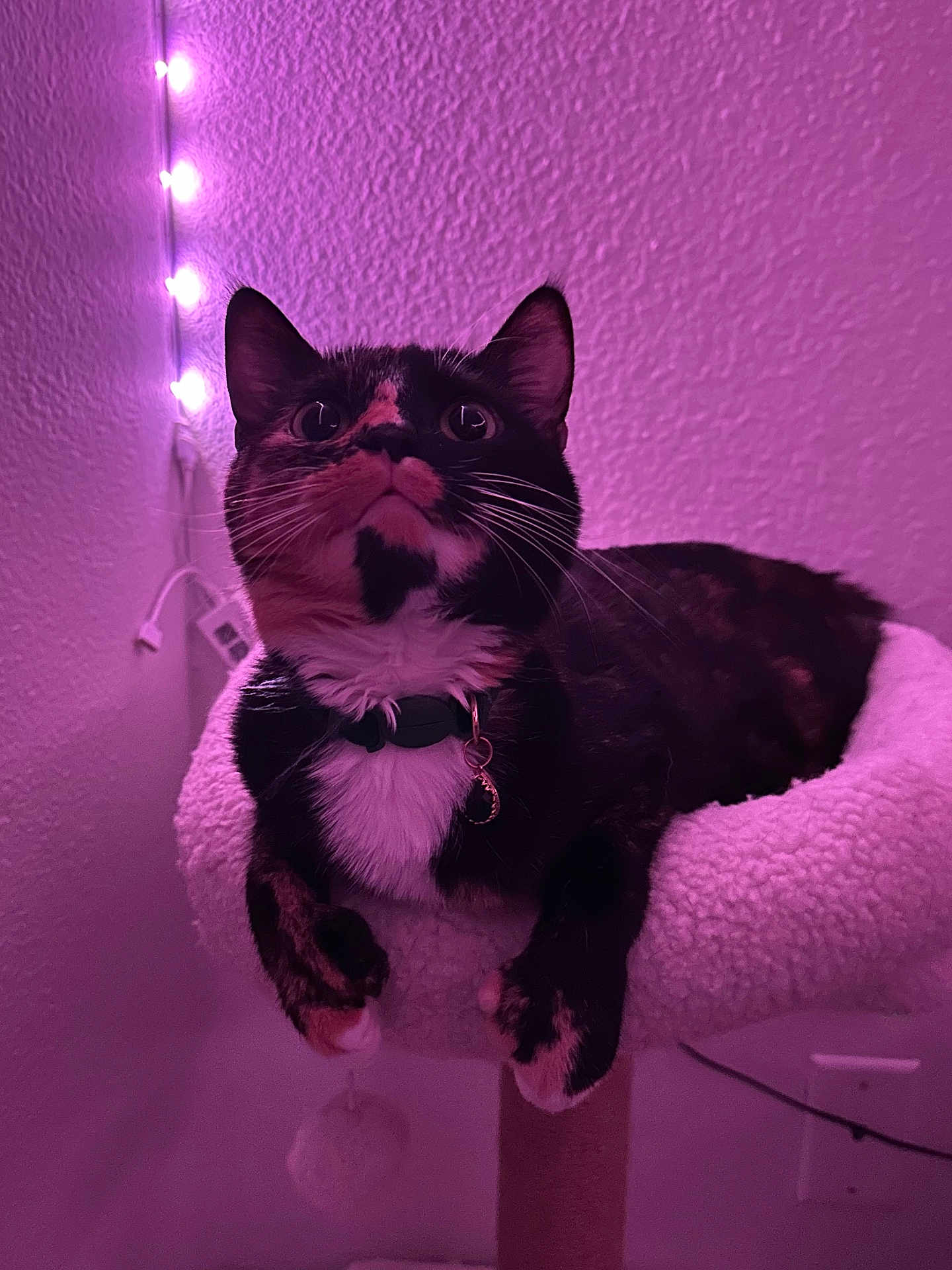 Soap joined the competition — help win amazing prizes! cat, tortoiseshell, pet, indoor, cat_perch, feline, string_lights, purple_lighting, cozy, whiskers, collar, curious, relaxed, fur, paw, wall, cable, soft_texture, domestic_animal, close_up
