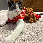 Buster joined the competition — help win amazing prizes! animal, carpet, cat, closeup, cozy, cute, feline, festive, gingerbread_man, gray, holiday, indoor, pajamas, pet, playful, relaxed, soft, stretching, toy, white