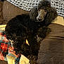 Raven is registered to the contest to win money with this photo: dog, poodle, black_fur, pet, couch, blanket, quilt, indoor, cozy, resting, fur, animal, canine, eyes, face, paw, home, relaxing, comfort, furniture