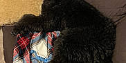Raven is registered to the contest to win money with this photo: dog, poodle, black_dog, couch, blanket, pillow, plaid, indoor, pet, fur, relaxed, resting, cozy, furniture, home, living_room, canine, animal, domestic, comfort