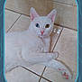 amber_eye, animal, blue_eye, cat, close_up, curious, cute, domestic_cat, feline, floor_tile, heterochromia, indoor, lying_down, pet, pink_nose, pink_paws, portrait, relaxed, tiled_floor, white_cat