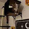 Kipper joined the competition — help win amazing prizes! animal, baby, cat, cat_box, cat_tree, curious, face, furniture, home, indoor, painting, paw, pet, photograph, poster, shelf, tabby_cat, tail, wall, wall_mount