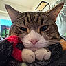 Kipper joined the competition — help win amazing prizes! animal, blanket, cat, close_up, cozy, cute, face, feline, fur, home, indoor, paws, pet, relaxed, resting, sleepy, soft_light, tabby, whiskers, window