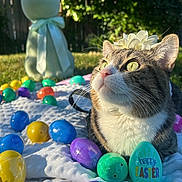 Kipper joined the competition — help win amazing prizes! animal, blanket, cat, closeup, colorful, cute, easter_eggs, flower_crown, garden, greenery, holiday, outdoor, pet, ribbon, sculpture, soft_toy, spring, sunlight, tabby_cat, whiskers