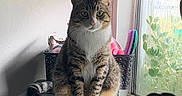 Kipper joined the competition — help win amazing prizes! basket, cat, cozy, curious, curtains, domestic_animal, furniture, houseplant, indoor, natural_light, pet, plants, plastic_drawer, sitting, striped_fur, tabby_cat, white_chest, white_paws, wide_eyes, window