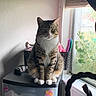 basket, cat, cozy, curious, curtains, domestic_animal, furniture, houseplant, indoor, natural_light, pet, plants, plastic_drawer, sitting, striped_fur, tabby_cat, white_chest, white_paws, wide_eyes, window