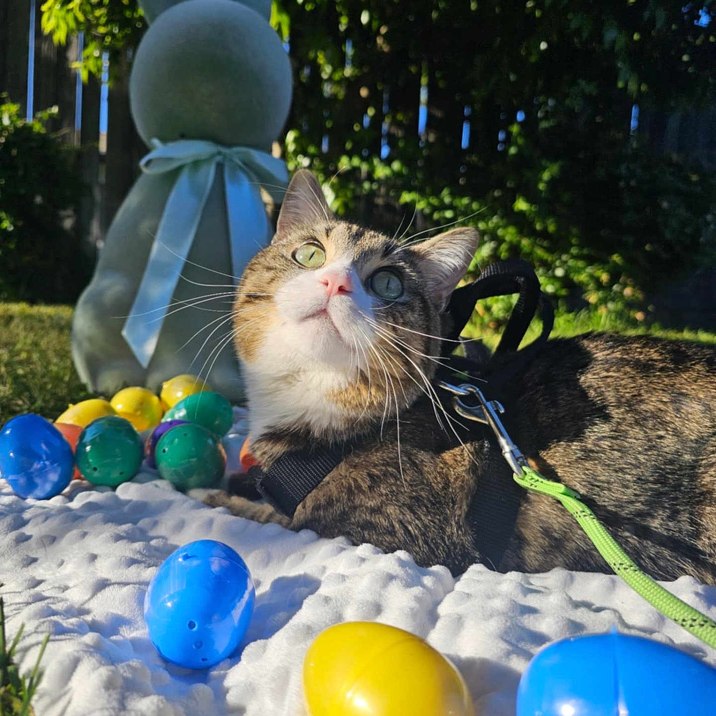 Kipper is registered to the contest to win money with this photo: bunny_statue, cat, close_up, curious, easter, garden, greenery, leash, nature, outdoor, pet, plastic_eggs, playful, relaxing, ribbon, shadows, spring, sunlight, tabby_cat, white_blanket