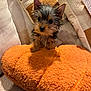 puppy, dog, yorkshire_terrier, pet, cute, fluffy_pillow, orange_pillow, couch, sofa, cozy, fur, ears, black_eyes, small_dog, portrait, indoors, home, blanket, pillows, throw_pillow