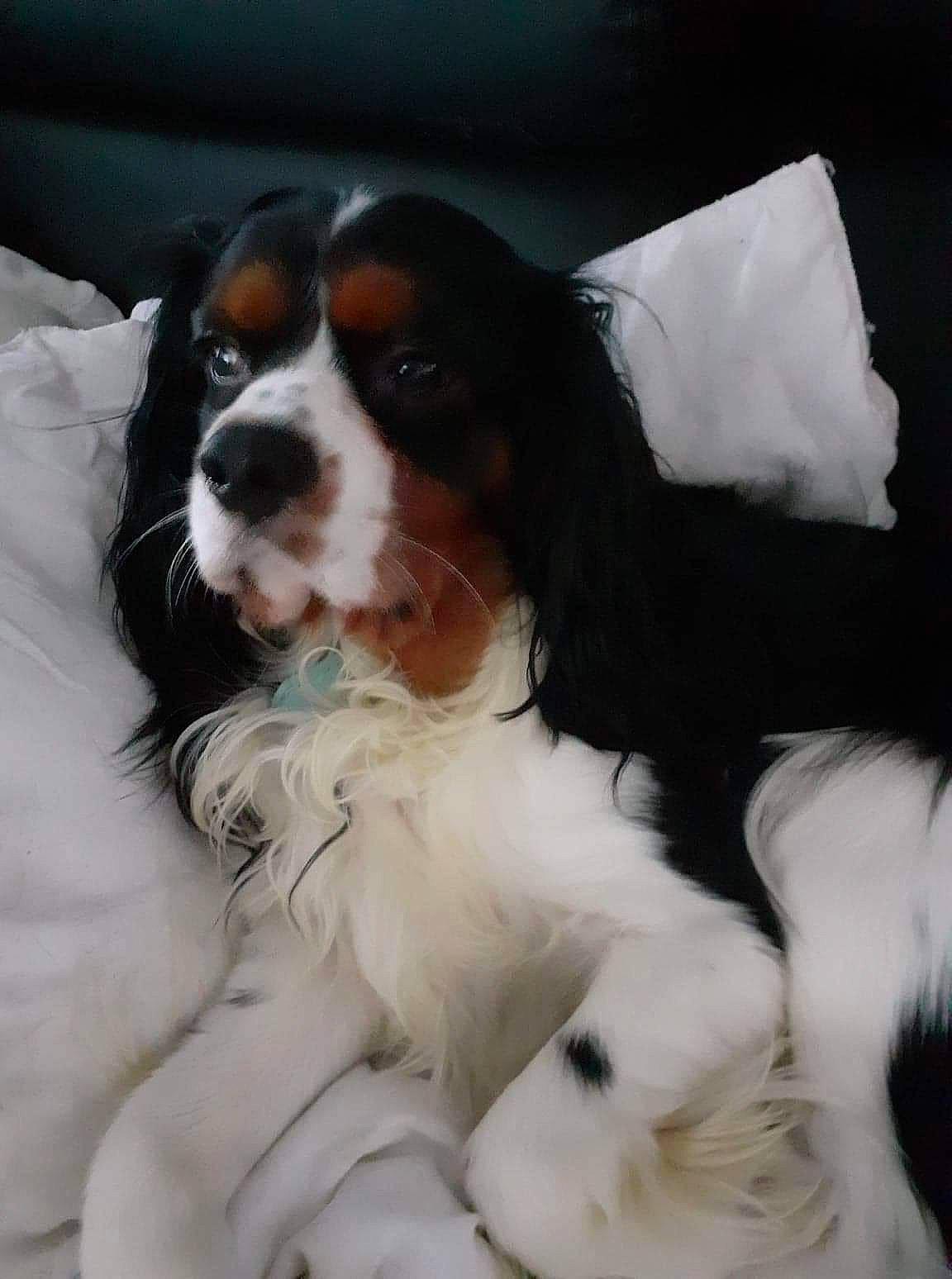 Pako a rejoint le concours — aidez-le/la à gagner de superbes lots ! bored, canidae, carnivore, cavalier_king_charles_spaniel, companion_dog, dog, dog_breed, door, formal_wear, fur, gun_dog, king_charles_spaniel, liver, snout, spaniel, sporting_group, terrestrial_animal, whiskers, white, working_animal