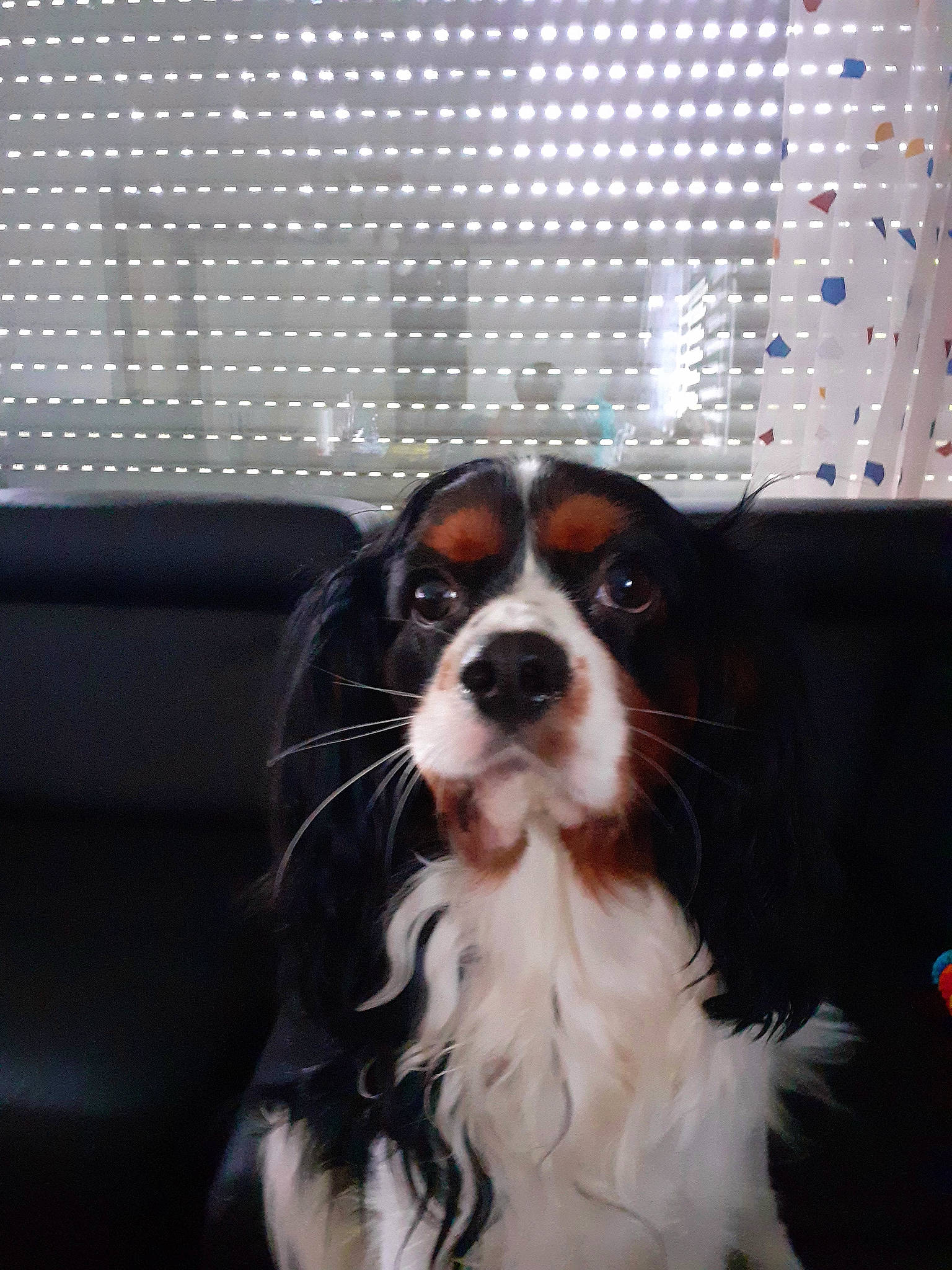 Pako participe au concours pour gagner de l'argent avec cette photo : canidae, carnivore, cavalier_king_charles_spaniel, companion_dog, dog, dog_breed, dog_supply, door, fur, gun_dog, king_charles_spaniel, liver, snout, spaniel, sporting_group, terrestrial_animal, toy_dog, whiskers, working_animal, working_dog