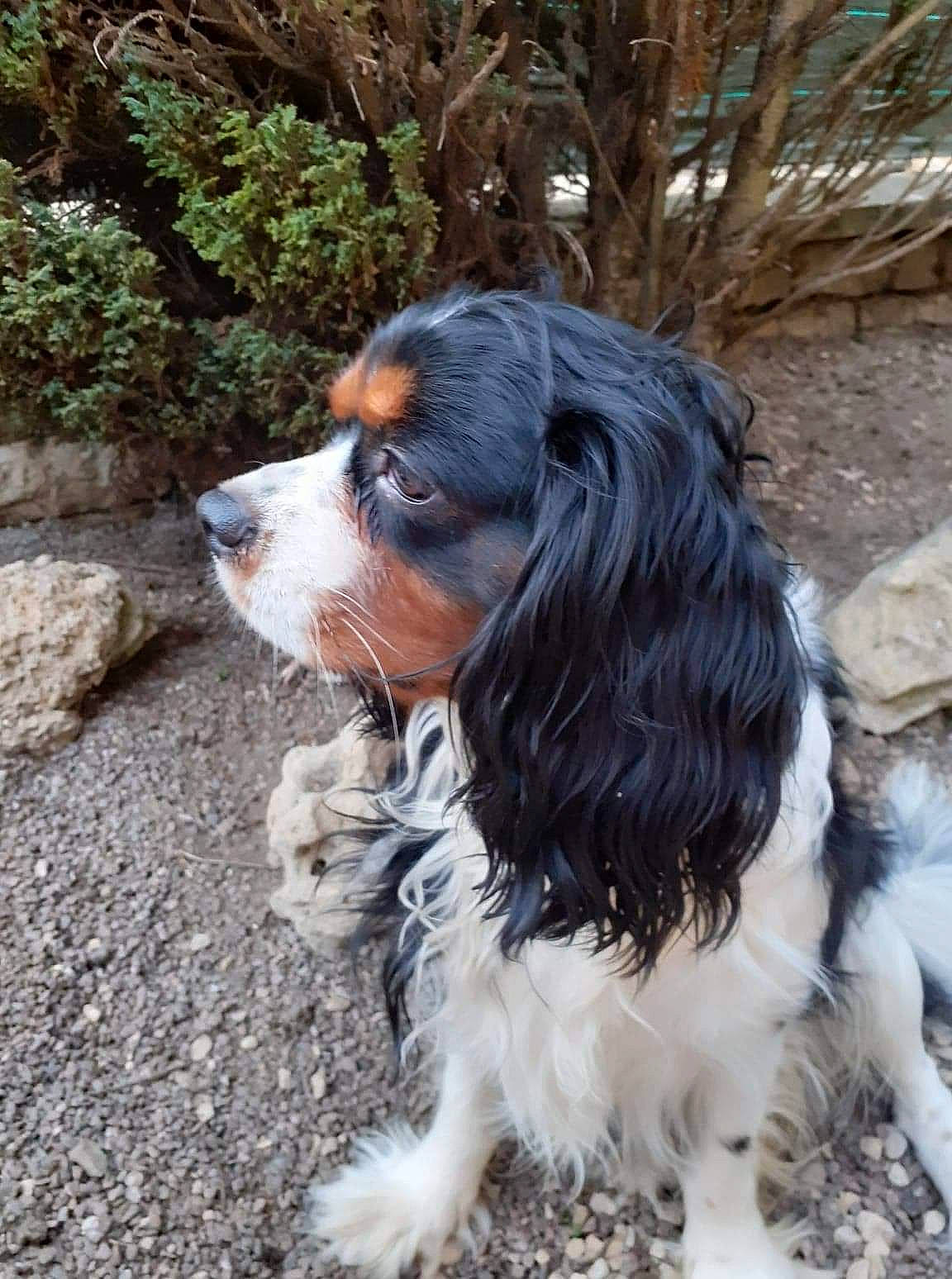 Pako participe au concours pour gagner de l'argent avec cette photo : biting, canidae, carnivore, companion_dog, dog, dog_breed, door, fur, grass, gun_dog, king_charles_spaniel, liver, plant, snout, spaniel, sporting_group, terrestrial_animal, tree, whiskers, working_dog