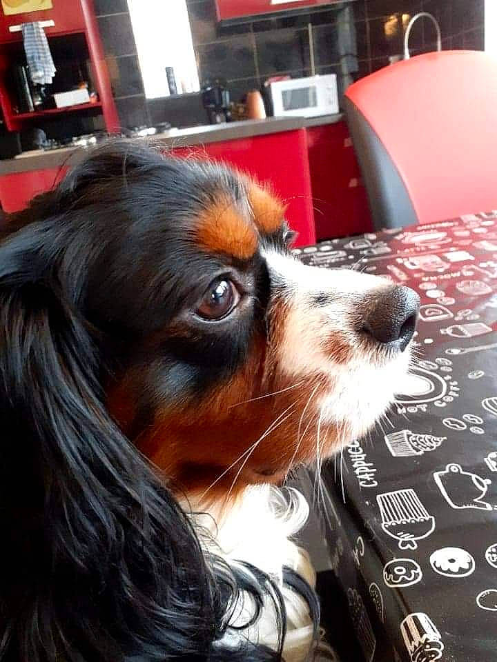 Pako participe au concours pour gagner de l'argent avec cette photo : canidae, carnivore, chair, collar, companion_dog, computer_keyboard, dog, dog_breed, eyewear, fawn, fur, input_device, laptop, liver, peripheral, snout, sporting_group, table, whiskers, working_animal